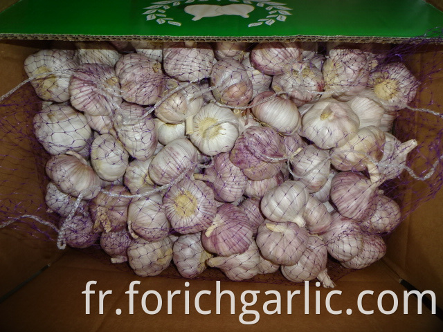 Fresh Regular Garlic Crop 2019